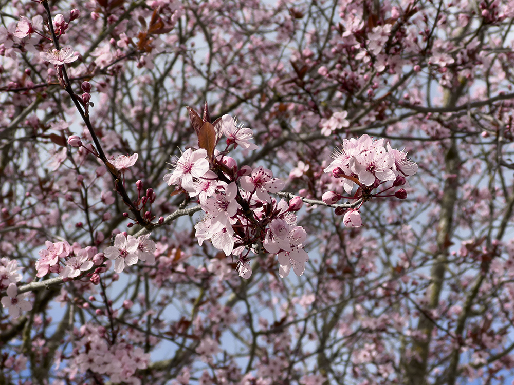 IMG_5208
