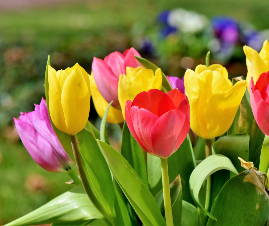 tulips