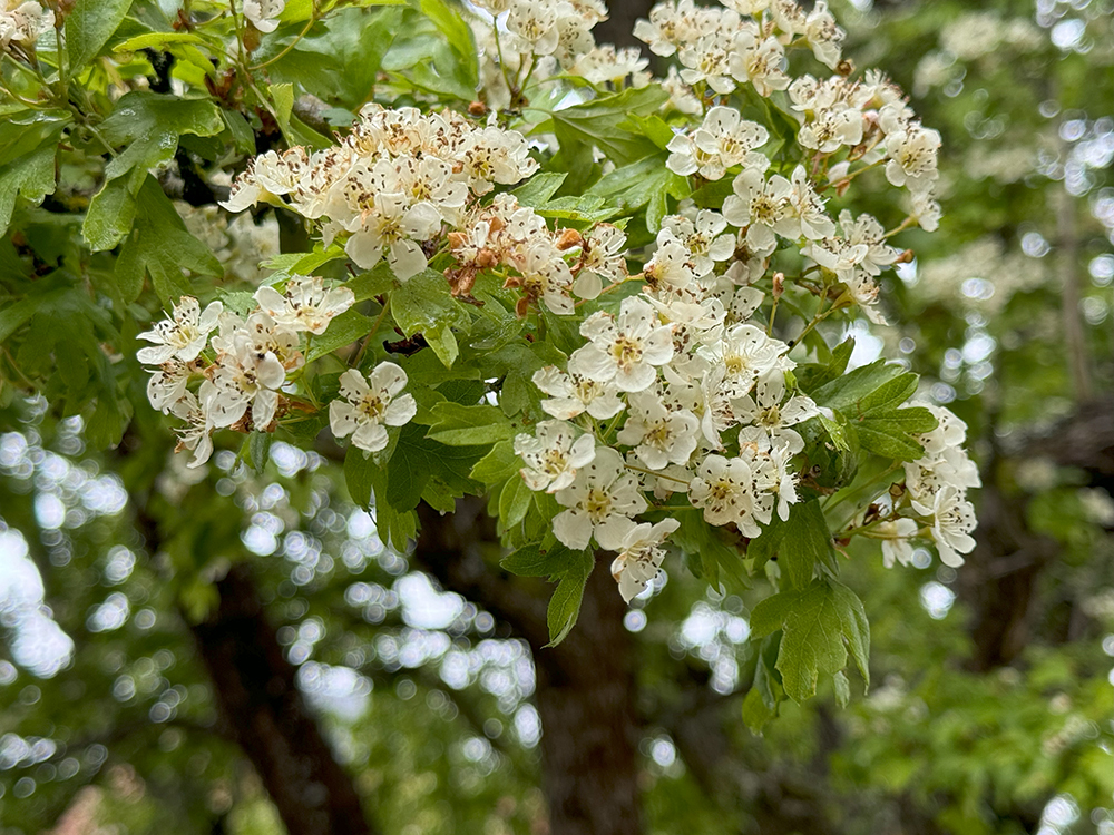 IMG_5967