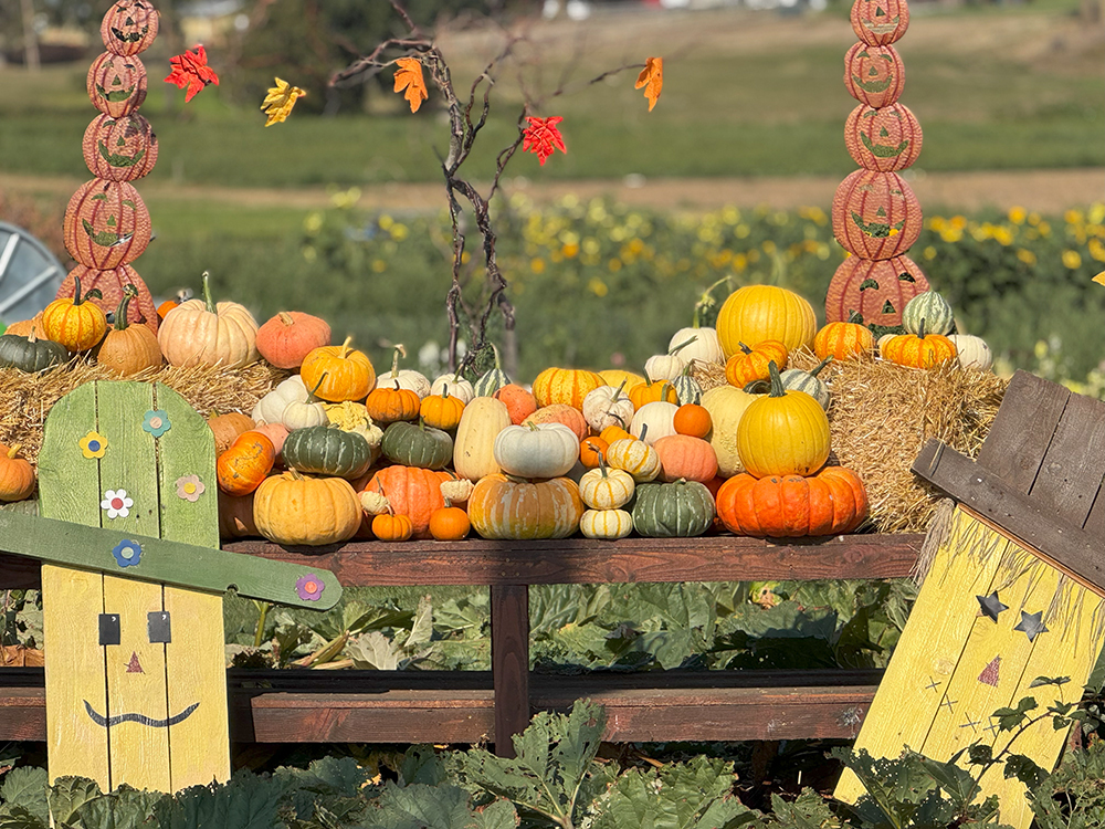 Pumpkins