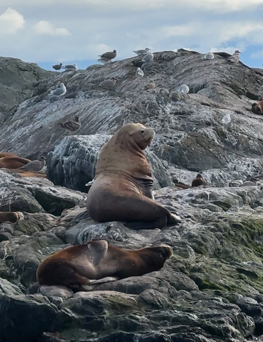 Sea_Lions