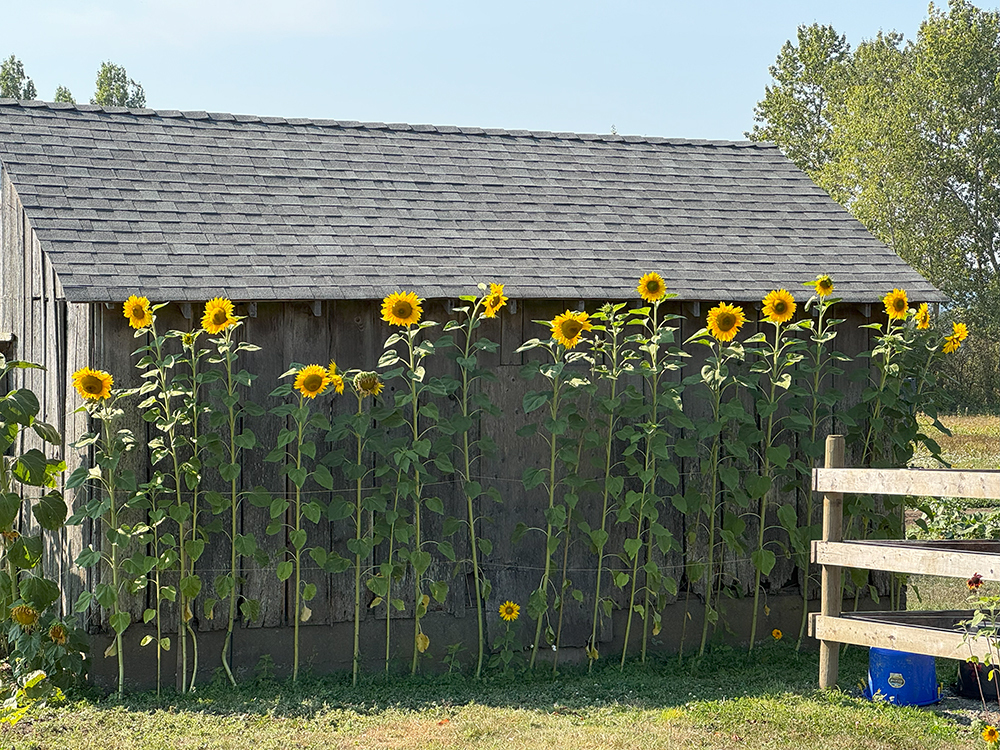 Sunflowers