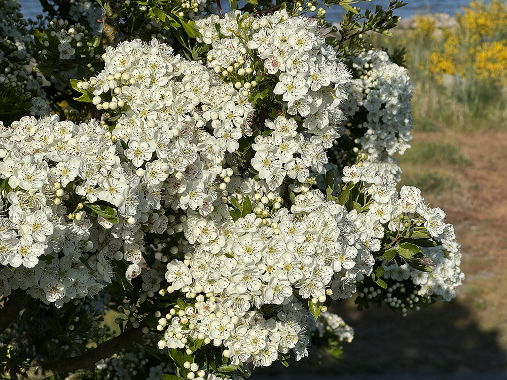 Hawthorne_Flowers